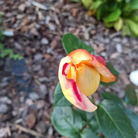 Apartment Bialy Nad Stawem *