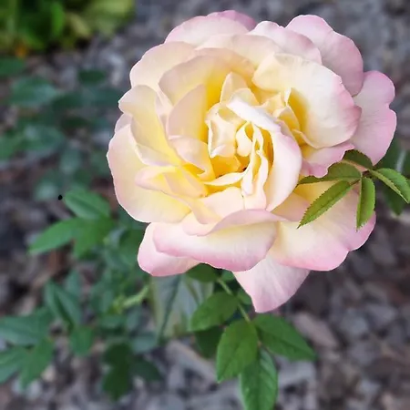 Bialy Nad Stawem Apartment *