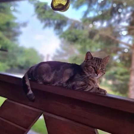 Apartment Bialy Nad Stawem Huta Wielka