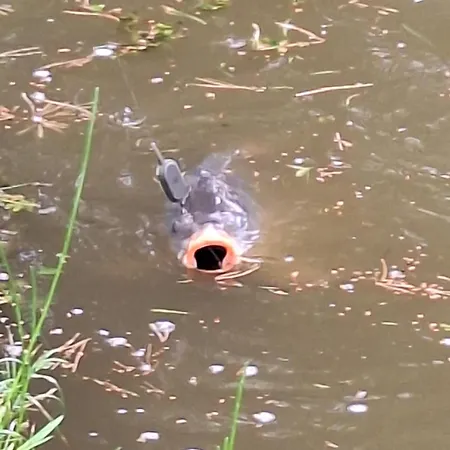 Bialy Nad Stawem * Huta Wielka